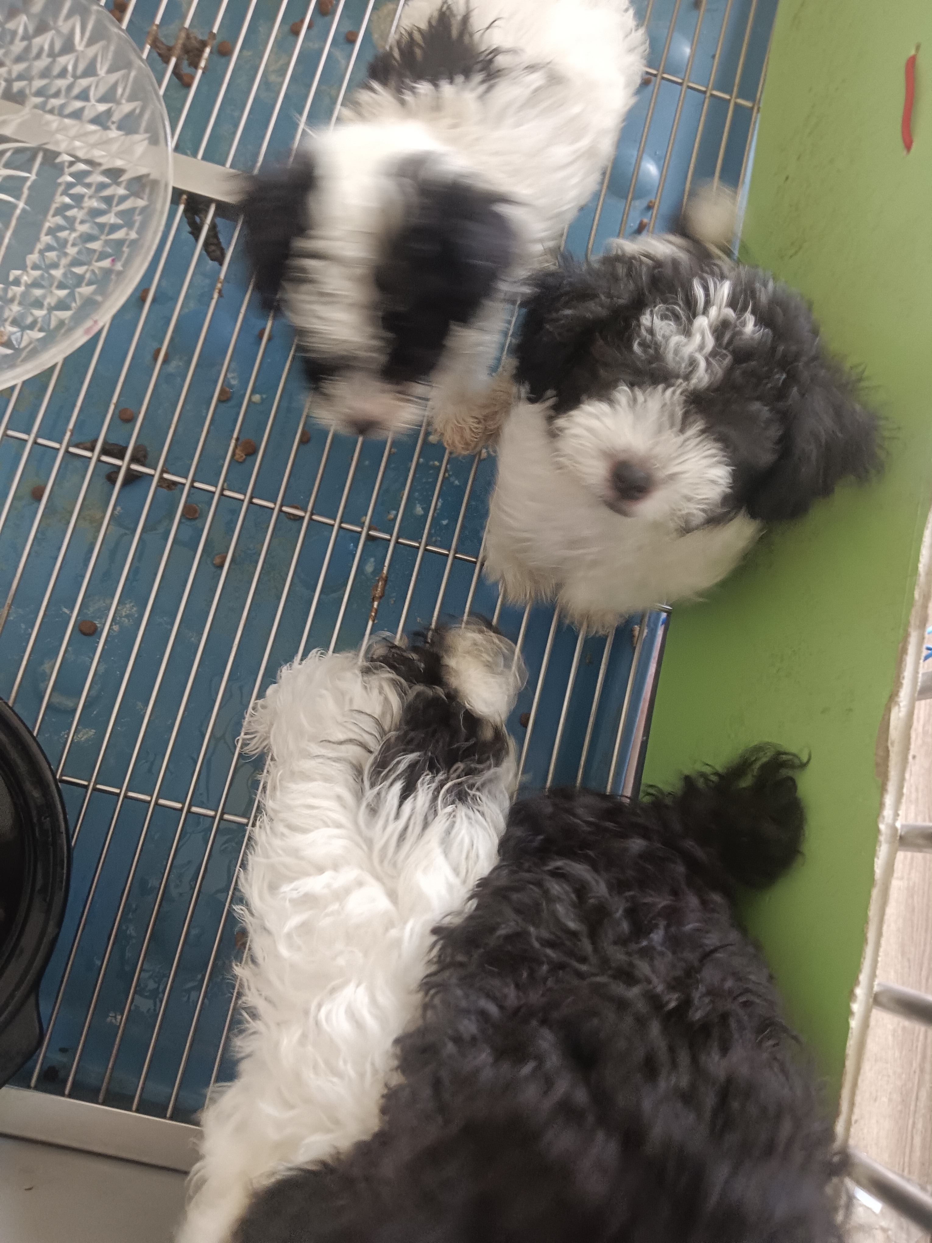 公母都有自家养的‘